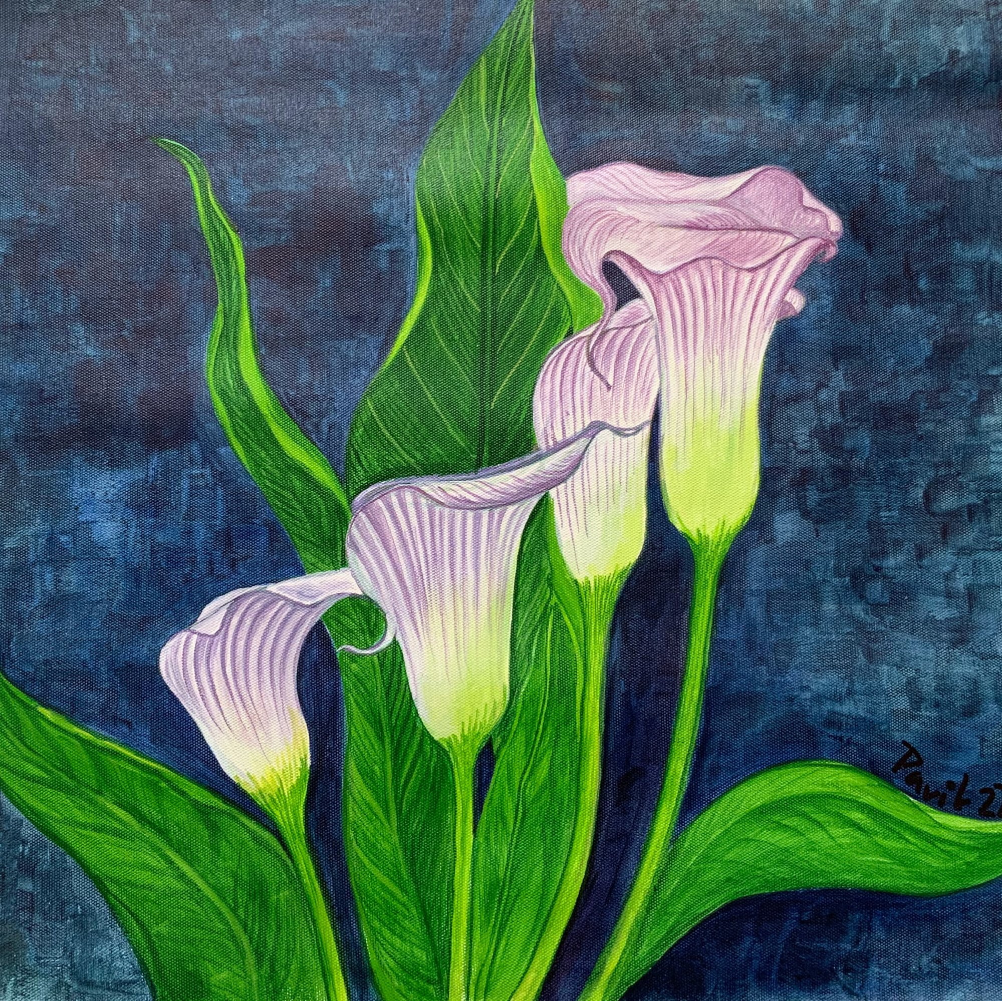 Three pale calla lilies rising against a textured deep blue ground.