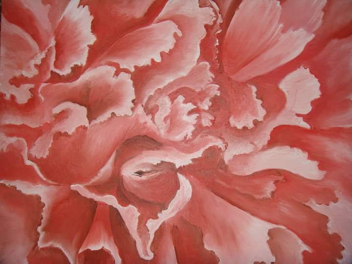 Close-up coral-pink carnation filling a square canvas.