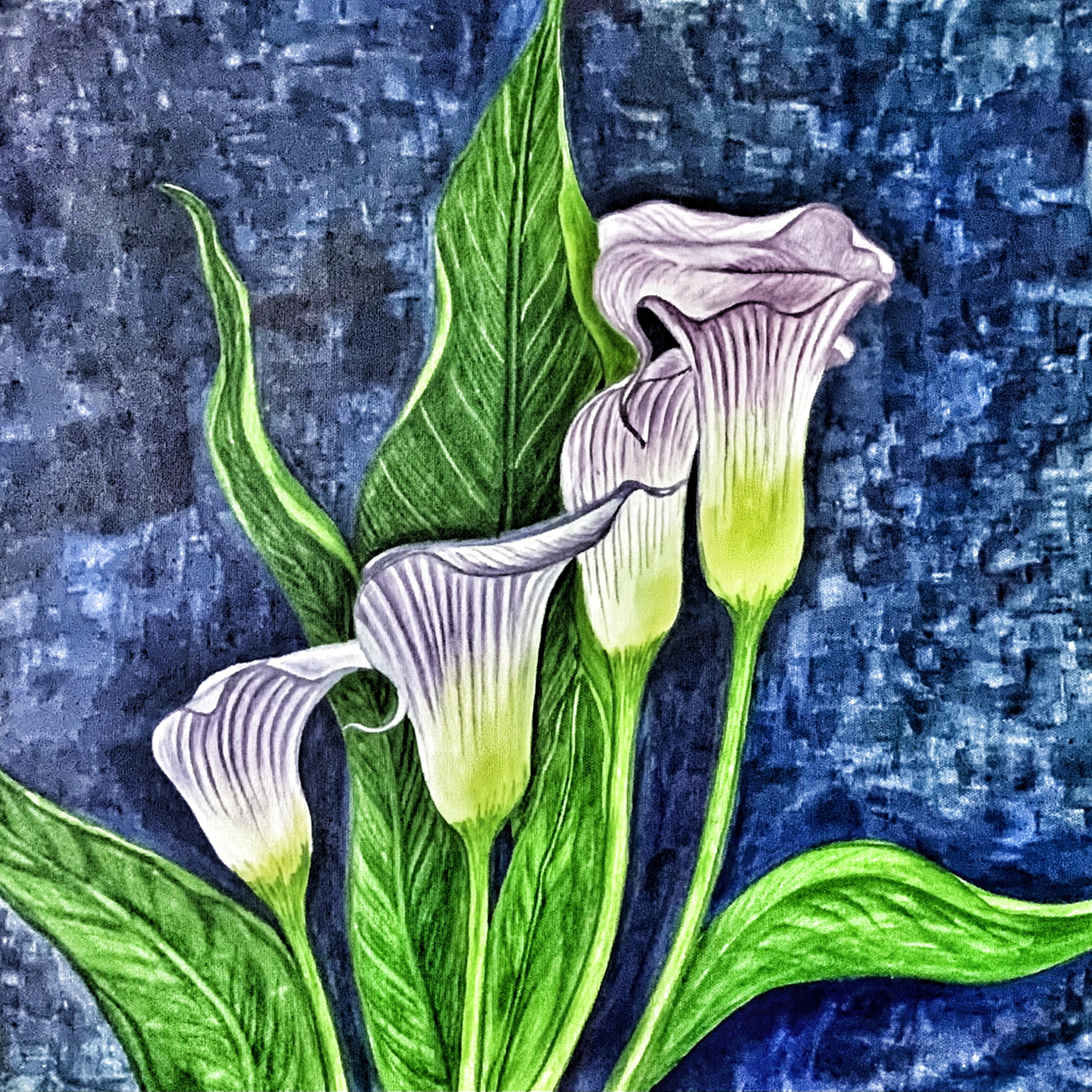 Three pale calla lilies with green leaves against a textured blue background.